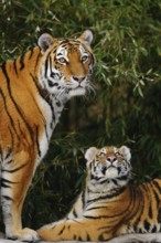 An adult tiger and a young lying relaxed in the bamboo, Siberian tiger (Panthera tigris altaica),