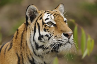 A tiger looks thoughtfully into the distance, surrounded by nature, Siberian tiger (Panthera tigris