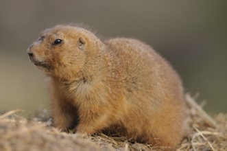 A brown prairie dog sits on a pile of straw and looks to the side, black-tailed prairie dog