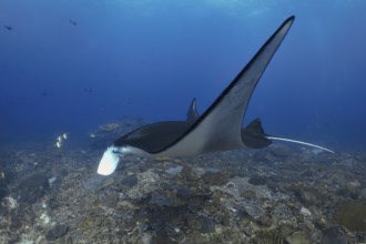 Majestic reef manta ray (Mobula alfredi) gliding over the seabed, dive site Manta Point, Nusa