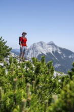 Mountaineer on the foresummit of Hochunnütz with mountain pines, summit of Seekarspitze in the