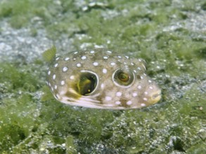 White-spotted pufferfish (Arothron hispidus) juvenile with bright spots swimming over green algae,