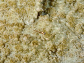 Transparent dwarf goby (Bryaninops erythrops) camouflages itself on a cream-coloured coral surface,