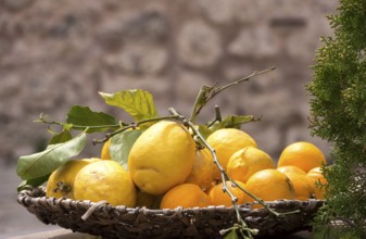 A basket of bright yellow lemons and orange oranges in front of a natural stone wall, Majorca,