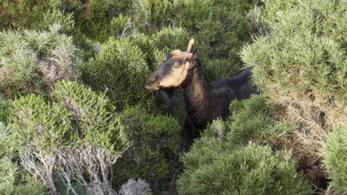 A goat hides between dense green bushes and looks attentively, sheep (e) or goat (n), ovis, caprae,