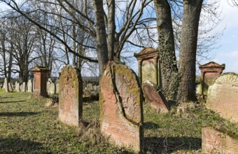 Jewish cemetery with gravestones and trees in a historic setting, Southern Palatinate, Palatinate,