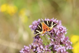 Jersey tiger or Spanish flag (Euplagia quadripunctaria), sucking nectar on Hemp agrimony