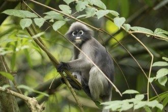 Dusky leaf monkey (Trachypithecus obscurus), Kaeng Krachan National Park, Phetchaburi Province,