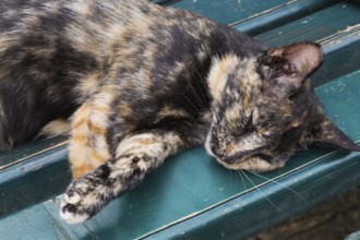 Close-up of calico colored feral Felis catus - Cat sleeping on turquoise wooden bench, Old Town of