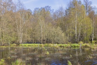 Flooded wetland by a deciduous forest edge with lush green budding trees at springtime