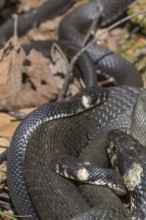 Grass snakes (Natrix natrix) warming themselves in the spring sun