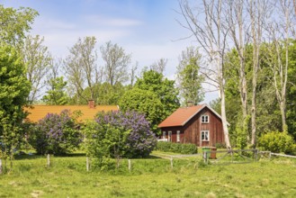 Idyllic old wooden cottage with flowering lilac (Syringa vulgaris) flowers a sunny spring day,