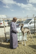 Camel dealer with dromedary calf (Camelus dromedarius), camel souk Salalah, Dhofar, Oman, Asia