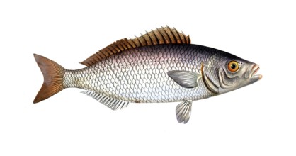 Fish, Fish, Fish genus from the snapper family Lutjanus chrysops, The Gold-Eye, Historical,