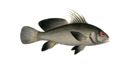 Fish, Fish, Corvina nigra, genus of the umber family, Sciaena nigra, black umber, Historic,