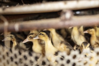 Ducklings at the duck breeding centre Jiang Su Xiang Gui Breeding Co. Ltd, Xiang Shui County,