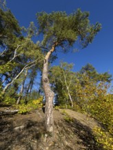 Scots Pine (Pinus sylvestris), tree standing at the edge of a clearing, against a blue sky,