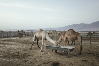 Dromedaries (Camelus dromedarius) eating concentrated feed, camel farm Salalah, Dhofar, Oman, Asia