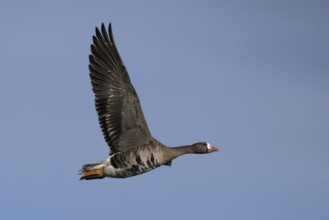 White-fronted goose (Anser albifrons), Texel, Netherlands