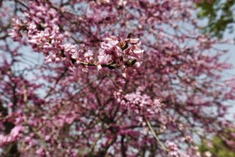 Pink flowers of the Judas tree (Cercis), love tree, sea of flowers, Olympia, good weather in