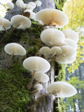 Porcelain fungus, (Oudemansiella mucida), growing on tree stem, in autumn, in woodland of the