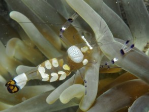 Transparent peacock anemone shrimp (Ancylocaris brevicarpalis) hiding between the tentacles of a