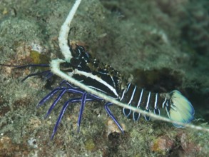 Painted rock crayfish (Panulirus versicolor), dive site Gondol East, Gondol, Bali, Indonesia, Asia