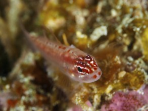 Close-up of a small red-spotted fish, hairfin dwarf goby (Eviota prasites), dwarf goby, dive site