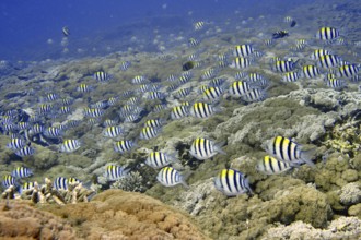 Large school of striped tropical fish, Indo-Pacific sergeant (Abudefduf vaigiensis), swimming over