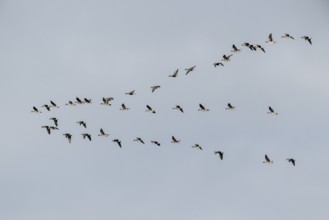 Bean geese (Anser fabalis), flying group, Emsland, Lower Saxony, Germany, Europe