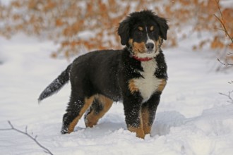 Bernese cattle dog, Dürrbächler, snow