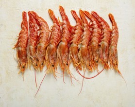 Langoustines, Australian, freshly frozen langoustines, on a light background, top view