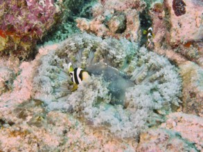 Underwater image of a glass bead anemone (Heteractis aurora) with clownfish in a coral reef, dive