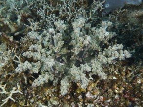 Feathered anemone, hellfire (Actinodendron plumosum), sea anemone, on the seabed, dive site Spice