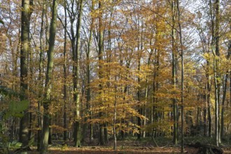 Autumn forest with colourful leaves and sunshine flooding the landscape, Ahaus, Münsterland, North