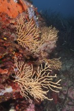 Yellow gorgonian (Eunicella cavolinii) growing on a rock face in the Mediterranean near Hyères.