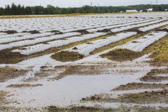 Young vegetable crops protected by plastic sheeting growing in agricultural field flooded and