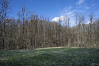 Dead black alder (Alnus glutinosa) in a valley, Thuisbrunn, Upper Franconia, Bavaria, Germany,