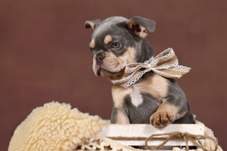 Lilac tan French Bulldog dog puppy in white box in front of brown background