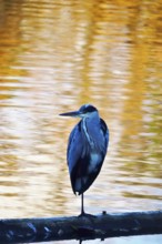 Grey heron at a lake, November, Germany, Europe