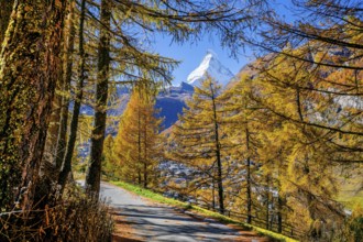 Hiking trail with golden larches and Matterhorn 4478m in autumn, Zermatt, Mattertal, Valais,