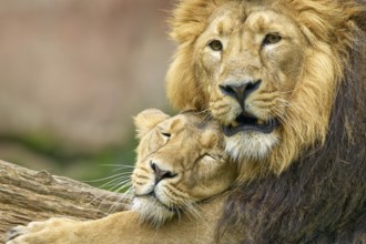 A lion and a lioness lie close together and show tenderness in a natural environment, captive,