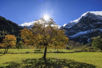 Maple tree in front of snow-covered mountains, sunbeams, backlight, autumn colours, sunny, Engalm,