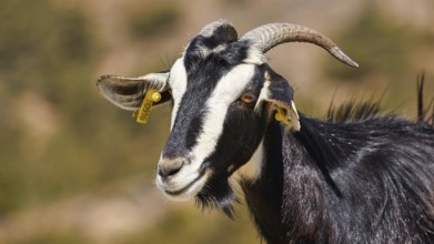 Black and white goat with horns, attentive in the background mountains, goat (s), free-range,