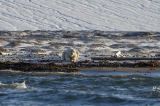 Polar bear (Ursus maritimus), male on beach in front of glacier, Kvitøya, Svalbard and Jan Mayen