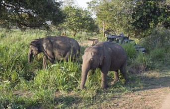 Sri Lanka elephants or Ceylon elephants (Elephas maximus maximus) and safari jeep, Hurulu Eco-Park