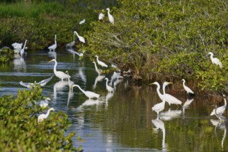 Great Egret (Egretta alba), group standing in a calm body of water surrounded by green vegetation,