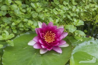 Red water lily (Nymphaea) on green leaves in a pond, duckweed, Baden-Württemberg, Germany, Europe