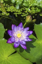 Blue-purple coloured tropical water lily in a garden pond, Gigantea Dark Purple, water lily,