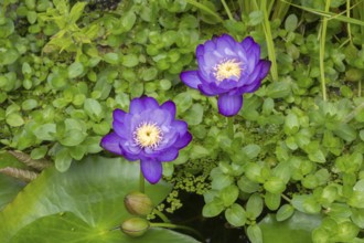 Blue-purple coloured tropical water lilies in a garden pond, Gigantea Dark Purple, water lily,